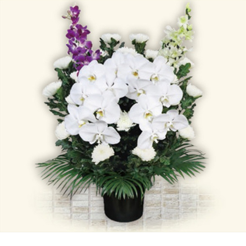 ブルーム(菊) Bタイプ