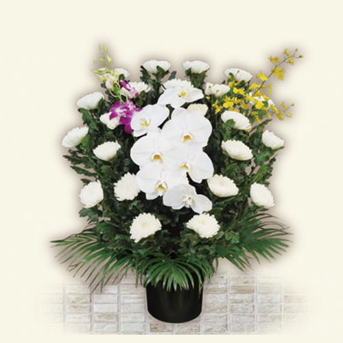 ブロッサム(菊) Aタイプ